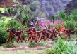 Panamanian Tribal Archers