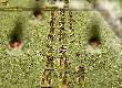 2nd Coy/ 6th Bn Royal Scots Fusiliers