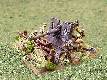 8.8cm AA gun in ground defence role